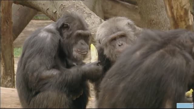 Животные, подобные нам. Эмоции. ПЕРЕВОД. док.фильм смотреть онлайн