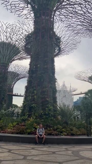 Супер деревья в Сингапуре#dreamway #сингупур #shorts #путешествия #туризм #природа #тревелвлог #азия смотреть онлайн