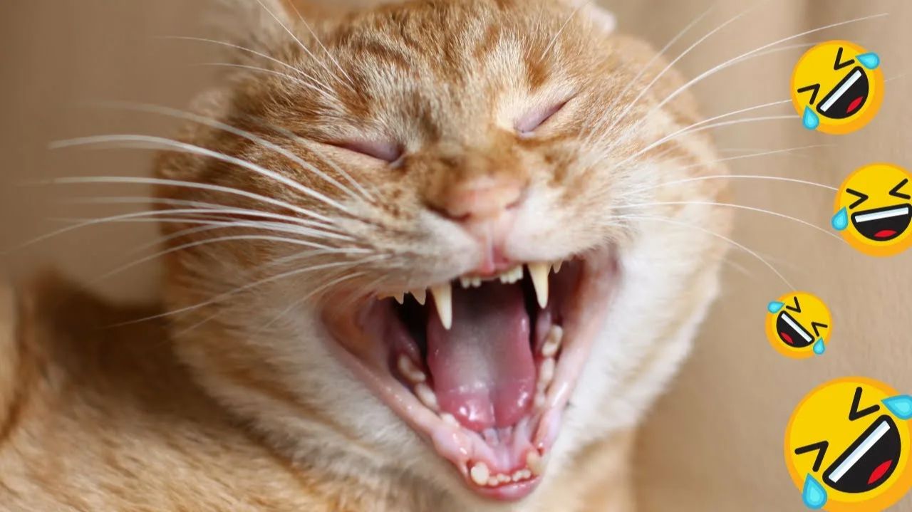 СМЕШНО ДО СЛЕЗ 😹😍 СМЕШНЫЕ КОТЫ, ЛУЧШИЕ ПРИКОЛЫ С КОТАМИ, СОБАКАМИ КОШКИ,СОБАКИ , ЖИВОТНЫЕ 🥰 смотреть онлайн