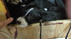 РЕКС НАКАЗАН