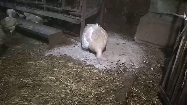 У нашей птицы банный день.