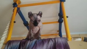 Высоко сижу, далеко гляжу