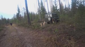 РГ Побудка (Стрелка) (3 года 7 месяцев) ВПКОС 7132/24. Охота на зайца беляка. Яркий непрерывный гон