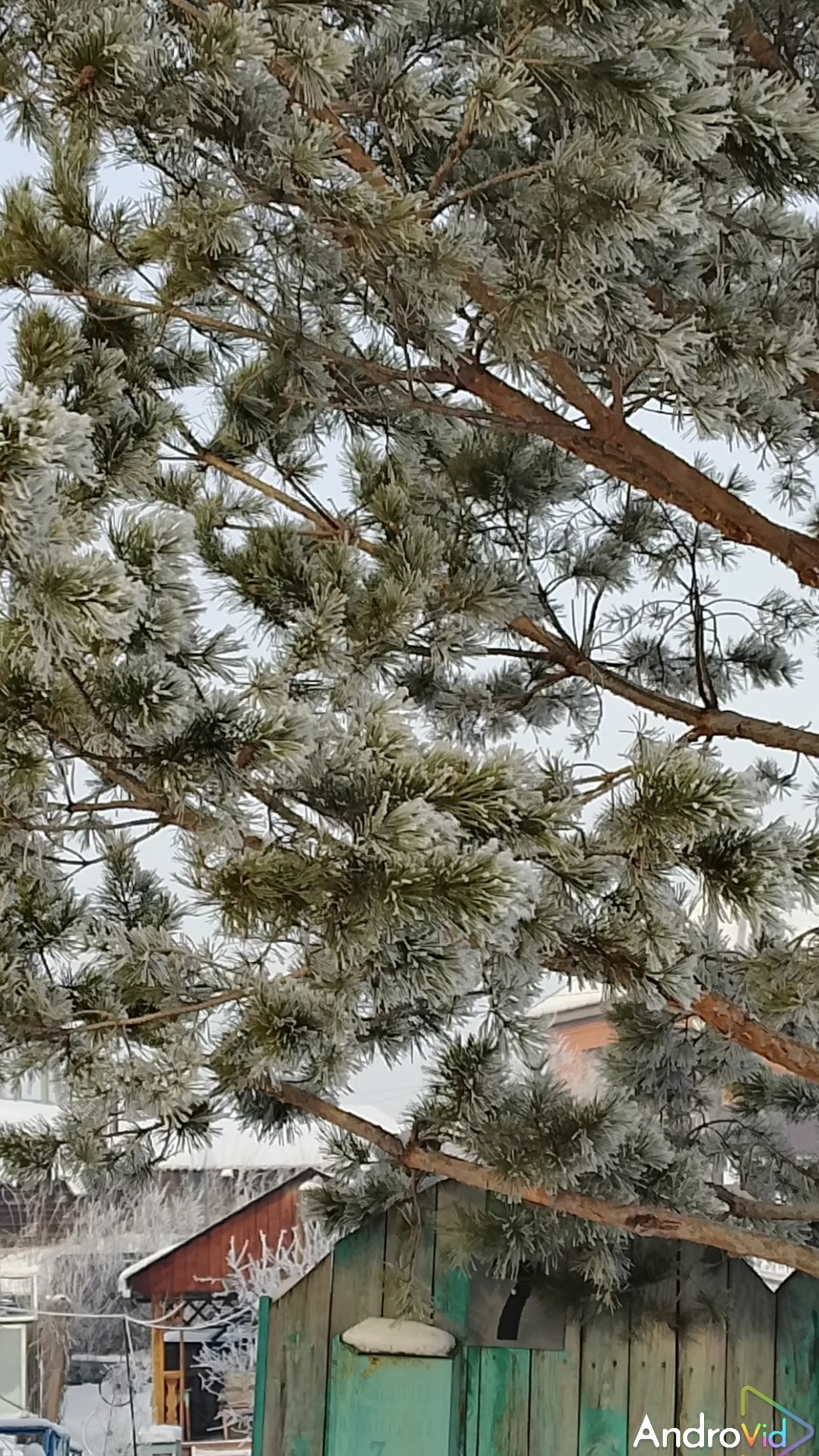 Времена года. Ёлки🎄 12-12-2025 смотреть онлайн