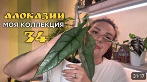 Моя коллекция алоказий (идеально для новичков)