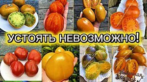Томаты  на сезон 2026.Перед этими сортами устоять было невозможно! Заказала.😁