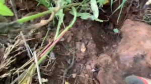 После разборки цветного металла отправился в лес в поисках интересных находок.