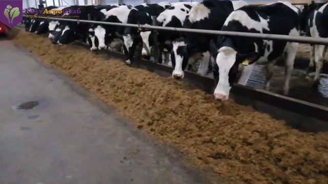 Запуск миксера-кормораздатчика Trioliet solomix 2 1200 VLL-B смотреть онлайн