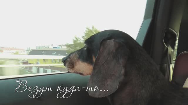 ЖК Скандия. У озера. г. Тюмень. Реакция таксы смотреть онлайн