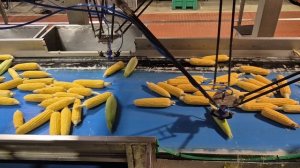 Роботизированная отбраковка кукурузы