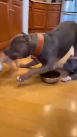 НЕ РЖАТЬ 🐈⬛🐕🦝https://vk.com/kot_digiron