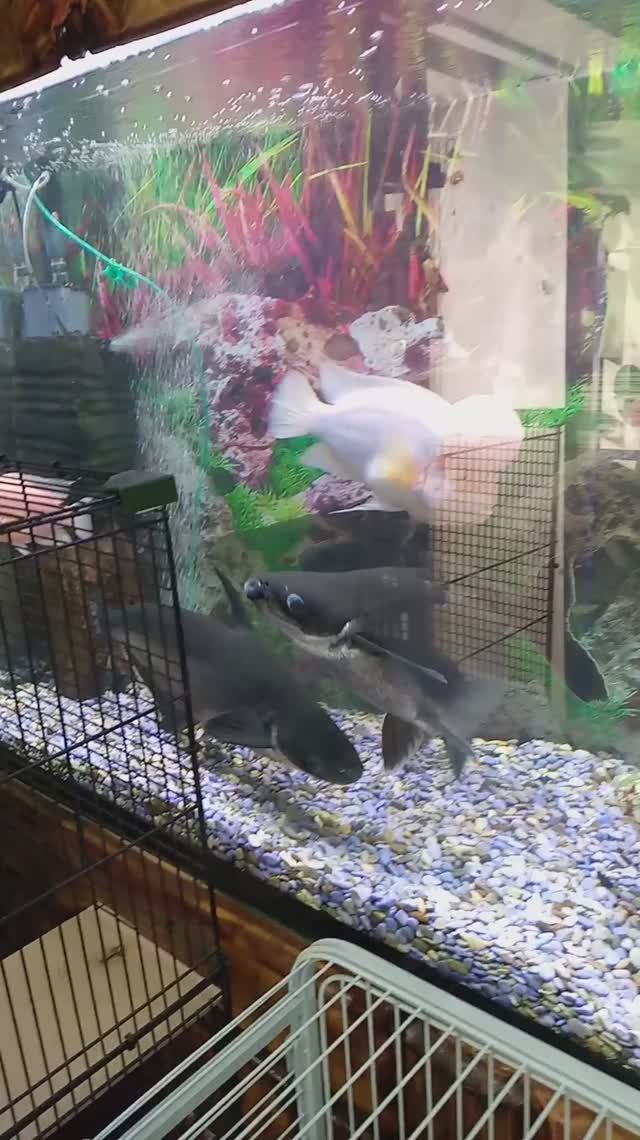 аквариум и рыбки. почти  акула