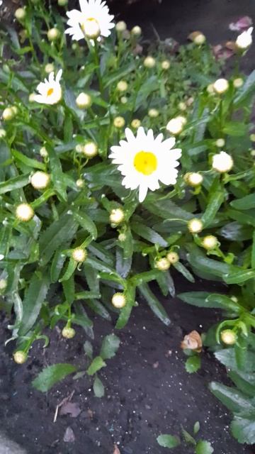 Ромашка садовая Северная звезда. смотреть онлайн