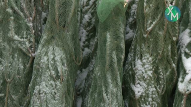 В Ханты-Мансийске начали работу ёлочные базары смотреть онлайн