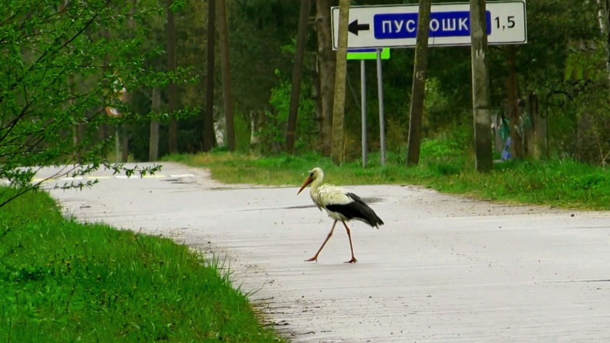 Опять аист гуляет по дологе смотреть онлайн