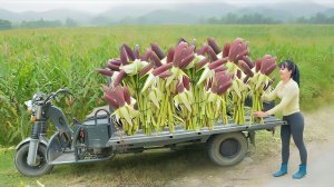 Собираю много фиолетовой кукурузы, и распродаю на местном рынке