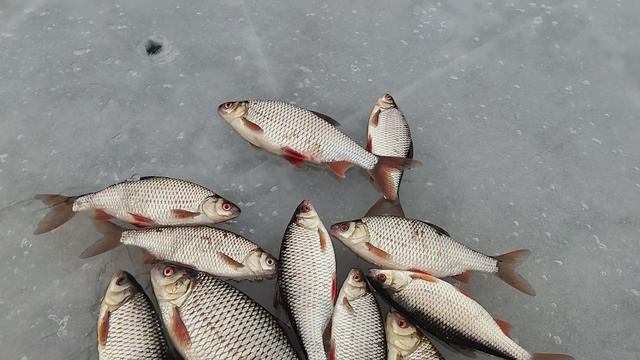 Второй выход на лёд. сезон твёрдой воды. сезон 25-26. смотреть онлайн