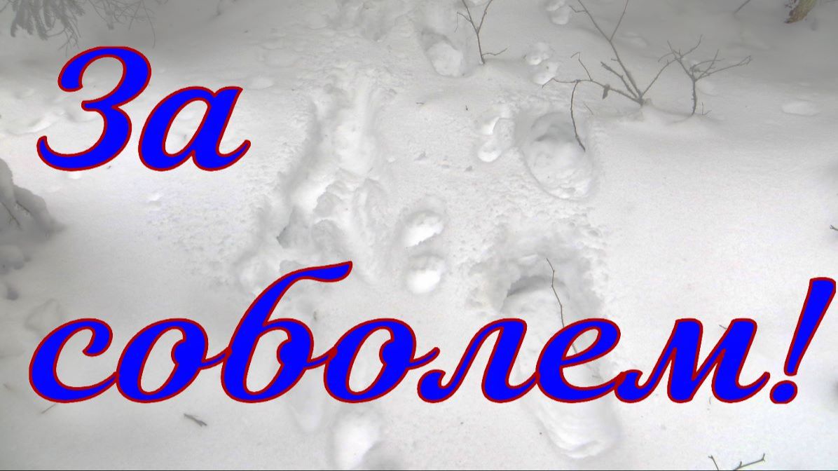 За соболем не оставляю попыток натаскать хоть одну собаку Арса проявляет интерес удачно соболь добыт смотреть онлайн