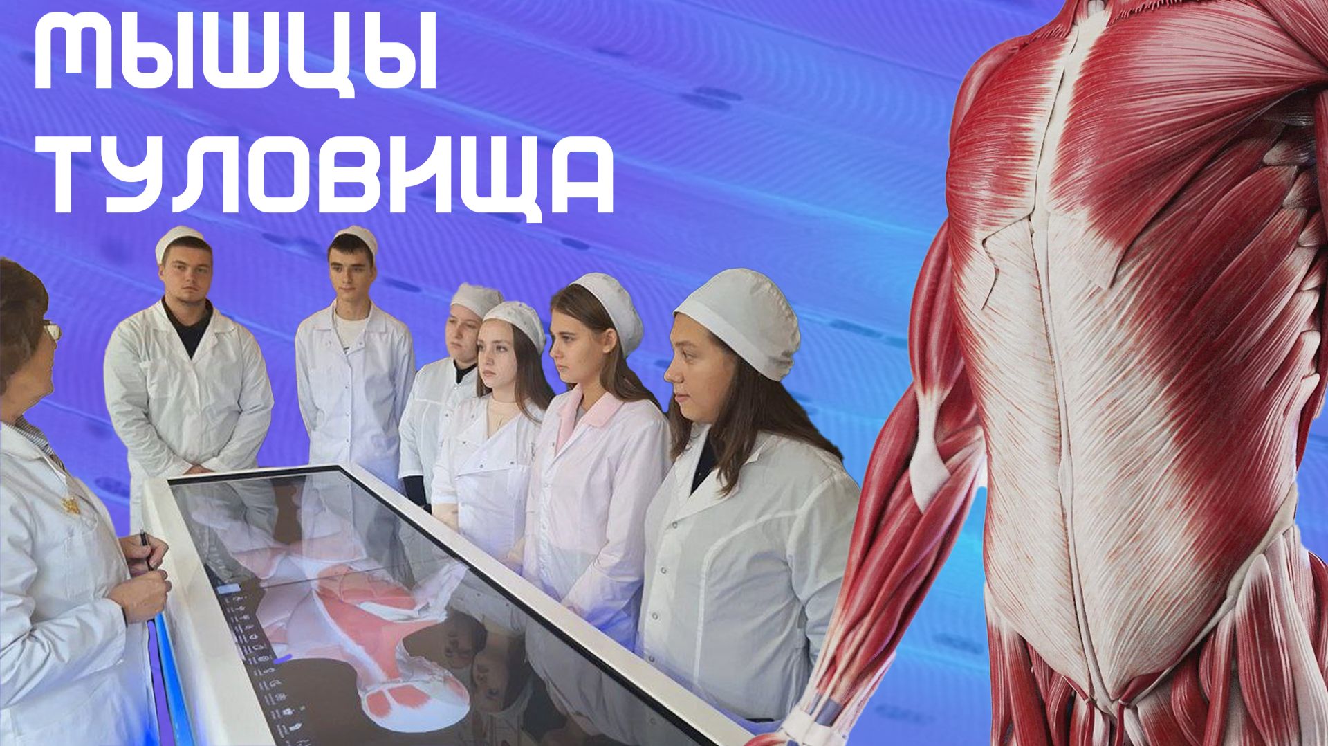 "Мышцы туловища" - Лекция Анатомия смотреть онлайн