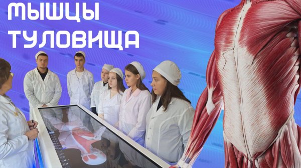 "Мышцы туловища" - Лекция Анатомия