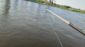 голавль на перекате-2