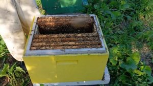 Бакфаст В120 линия,F1