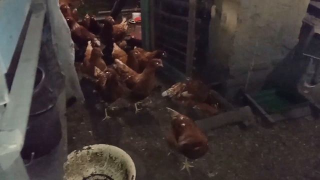 Купил молодок кросса Родонит с птицефабрики. 3 серия.