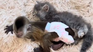 Это ТАК МИЛО! Малыши Финик и Мона укладываются спать после прогулки)))