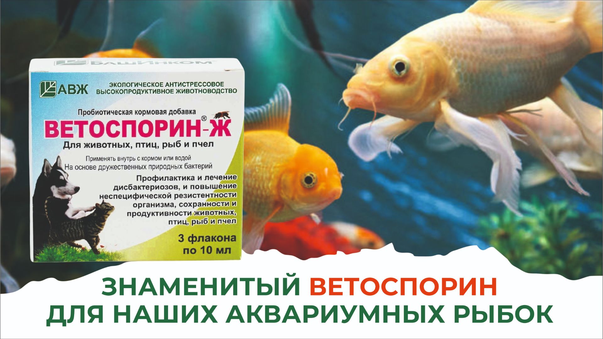 Рыбки не говорят, что им нужно. Но ветеринары понимают их без слов. Это Ветоспорин-Ж! смотреть онлайн
