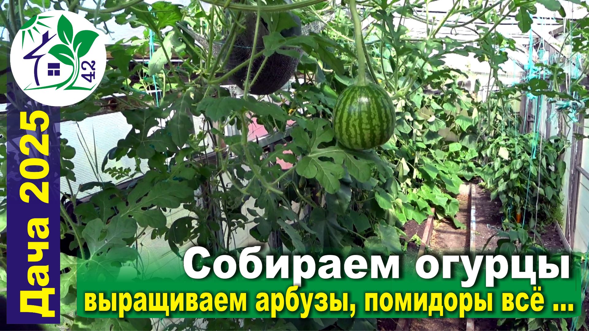 Собираем огурцы, выращиваем арбузы, а помидорам похоже всё ...