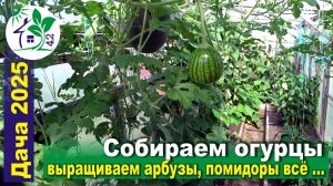 Собираем огурцы, выращиваем арбузы, а помидорам похоже всё ...