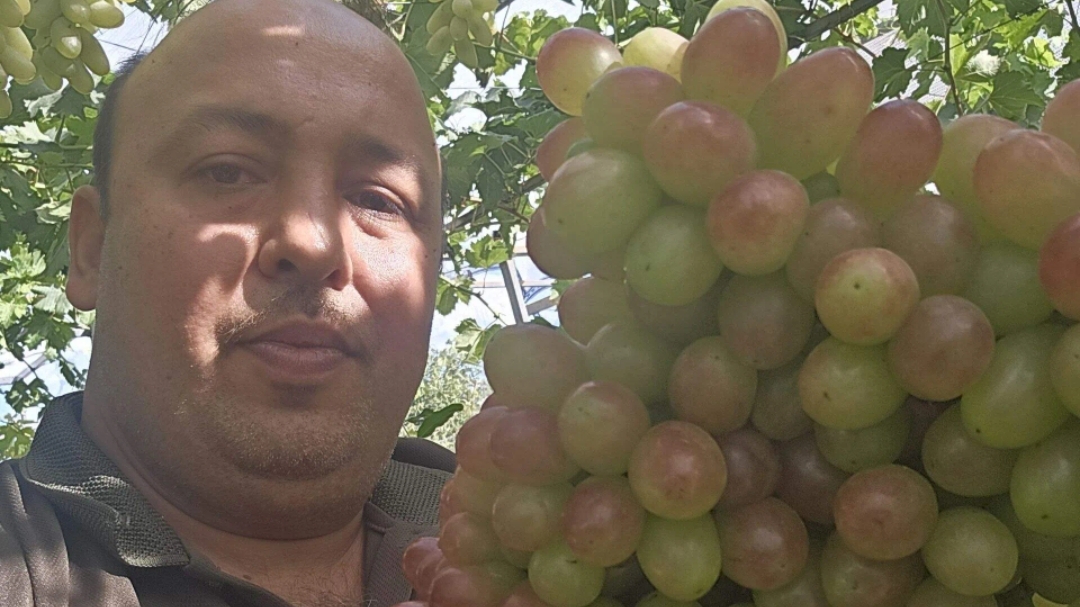 Как и чем я укрываю виноград и гранат