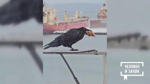 Видео недели. Из жизни ворон. Человек и закон. Фрагмент выпуска от 12.12.2025