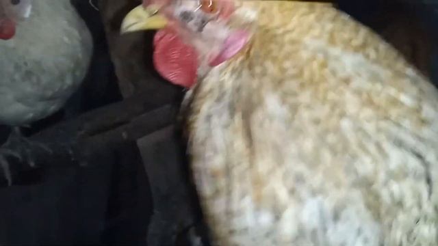 Микоплазмоз. Ещё клинические признаки.