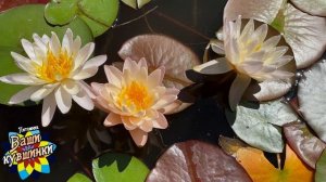 Нимфея Pairote Delight (Наслаждение от Пайрота) кувшинка, waterlily, водные растения, пруд