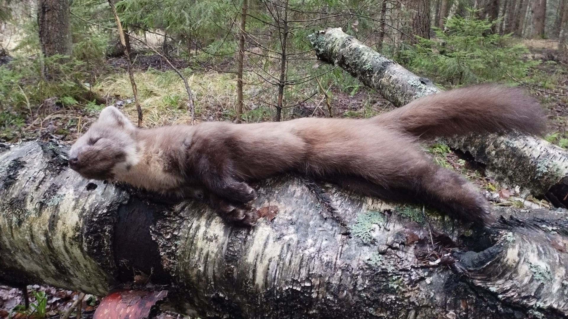 Охота на куницу капканами 2025-26 И снова трофей смотреть онлайн