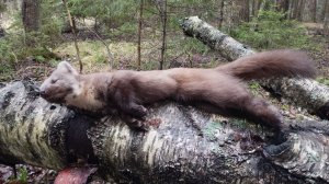 Охота на куницу капканами 2025-26  И снова трофей