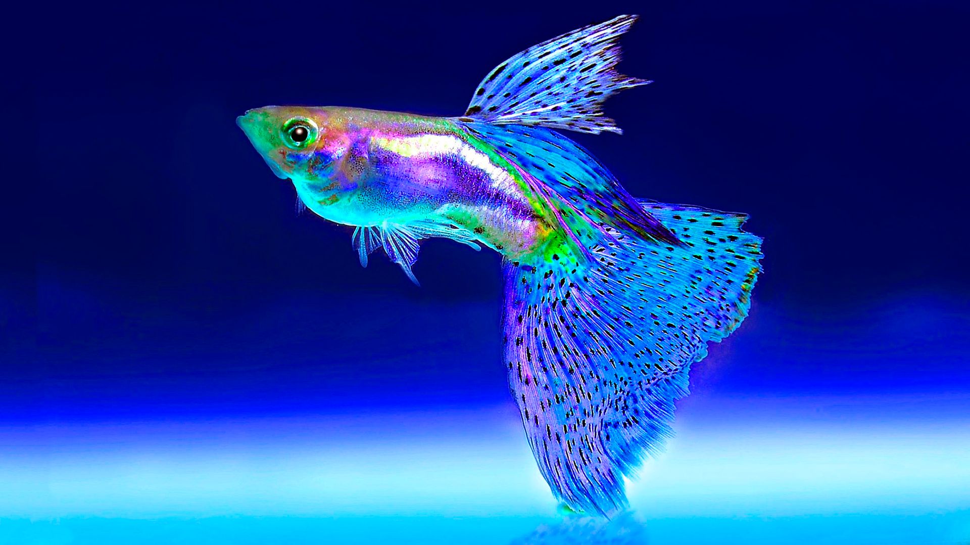 🐠 УСПОКАИВАЮЩАЯ МУЗЫКА ДЛЯ СНА И ПОДАВЛЕНИЯ СТРЕССА 🎵 РАССЛАБЛЯЮЩАЯ МУЗЫКА ДЛЯ ДУШИ У АКВАРИУМА смотреть онлайн