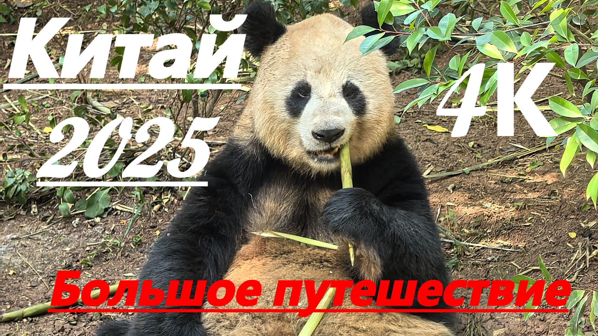 Китай 2025- Пекин,Ченду,Цзючьжайгоу, Хуанлун, Чжанъе, Чжанцзяцзе, Дэтянь, панды и о. Хайнань в 4К