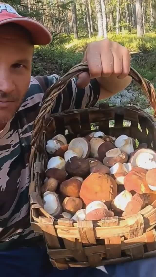 ВСЮ ЖИЗНЬ МЕЧТАЛ НАЙТИ ЭТОТ ЛЕС! ГДЕ ВСЕ В БЕЛЫХ ГРИБАХ УСЕЯНО! ЗАШЁЛ В СОСНЫ И ОБАЛДЕЛ! БОРОВИКИ смотреть онлайн