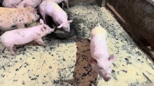 В ожидании отёлов и опоросов! Новости Молодой фермы! Заказала новый инкубатор!