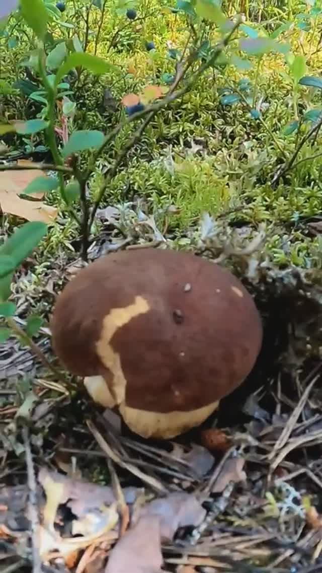 Грибник в лесу такого найти не ожидал! Боровик бочоночек Карелия Грибы 2023 #грибы #лес #shorts смотреть онлайн