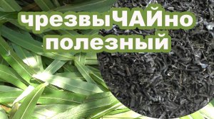 Иван чай. Заготовка, ферментация, сушка кипрея в домашних условиях