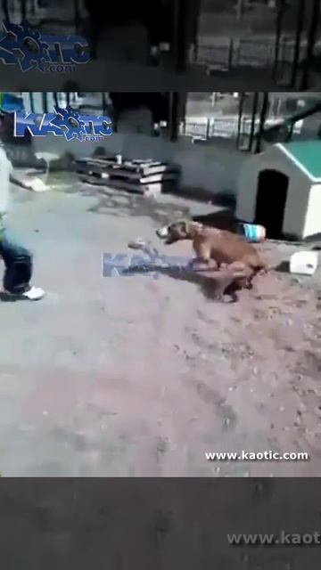 #Живая_планета Казалось бы, что могло пойти не так? смотреть онлайн