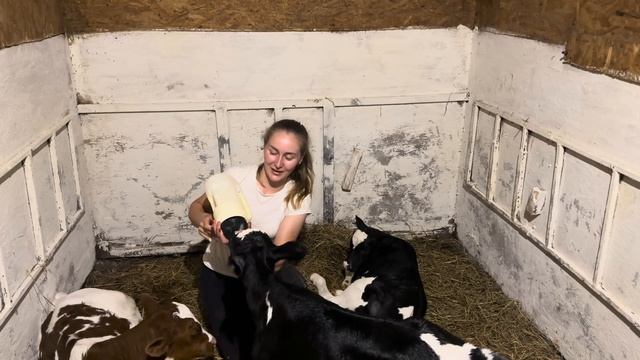 Отёл голштинской коровы! Первая двойня на Молодой ферме! смотреть онлайн