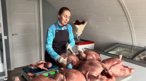 Вырастили бройлерную индейку! Работаю в павильоне! Закрыли бычков, выпустили коров с телятами