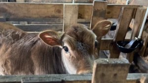 Первый отел в 2023! Принимаю теленка у Розы, дойка и кормление новорожденного!