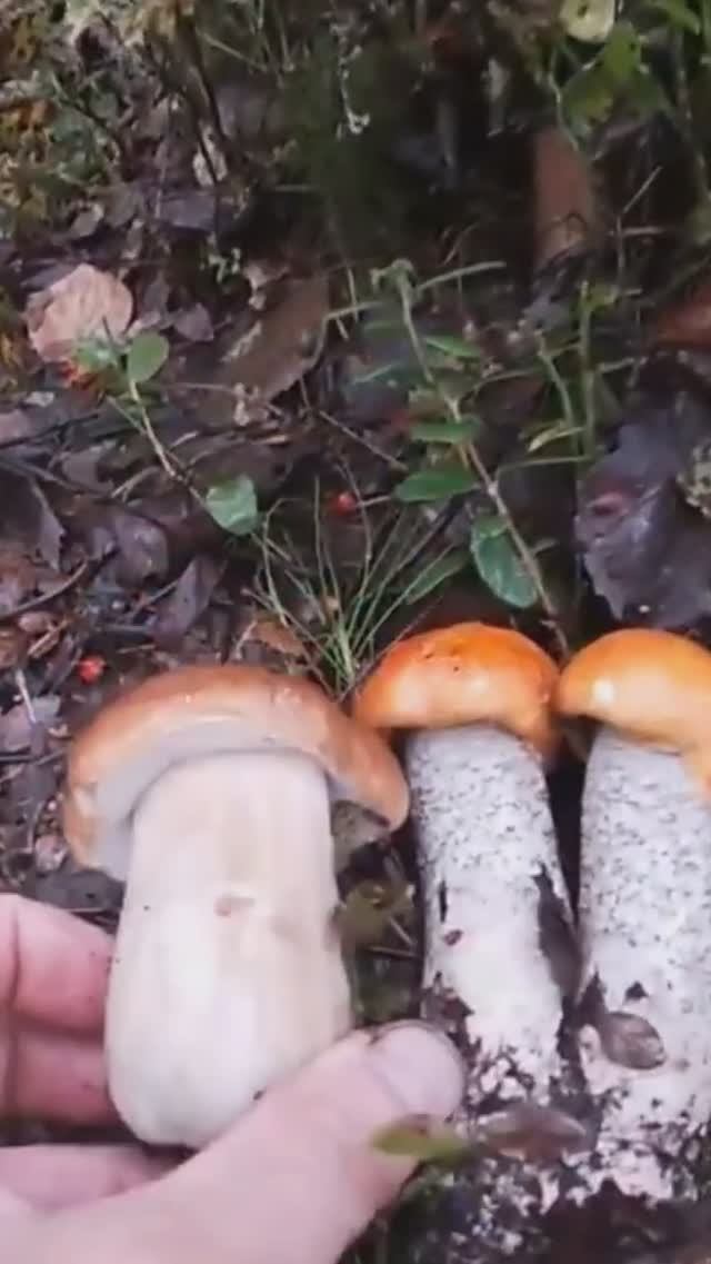 Нашёл ЭТО чудо природы в лесу и обалдел, таких грибов соседей не ожидал. #грибы #лес #карелия смотреть онлайн