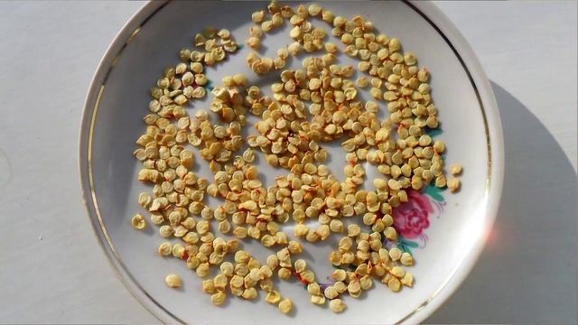 Советы по заготовке семян смотреть онлайн