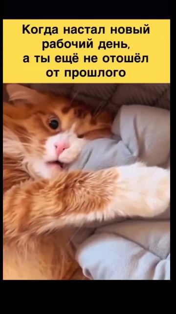 #кот #жиза #юмор #смех #ржака смотреть онлайн